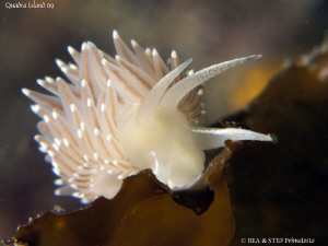 Red flabellina on kelp, Flabellina triophina. Quadra Isla... by Bea & Stef Primatesta 